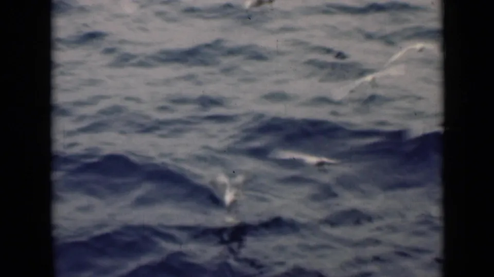 White seabirds remain low over rolling Persian Gulf water near the end of the short 8mm clip.