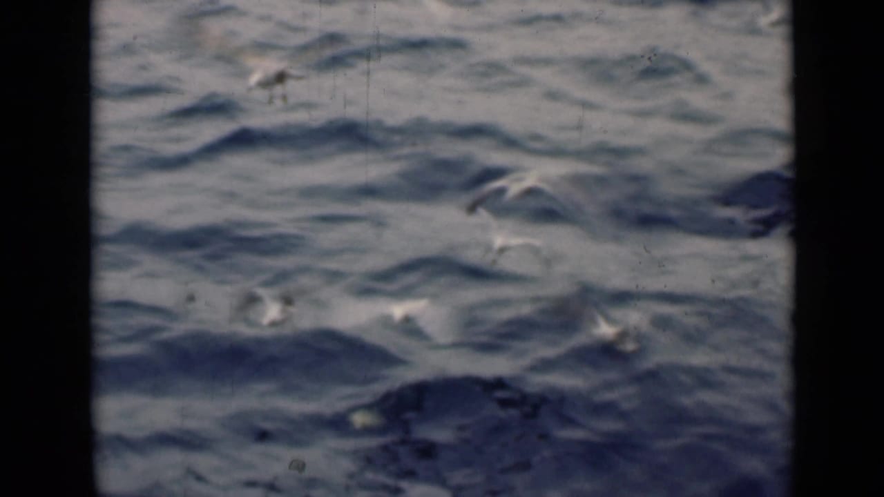 White gulls skim above dark rippling water within black film borders.