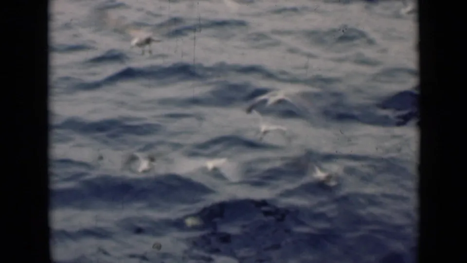 Several white gulls fly low over dark blue rippling water in archival 8mm footage associated with the Persian Gulf metadata.