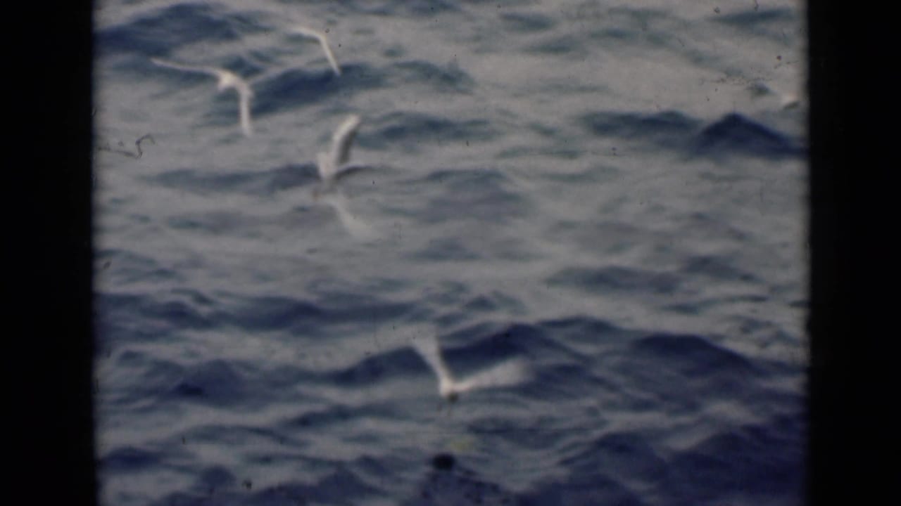 White birds fly over choppy blue water with heavy black film edging.