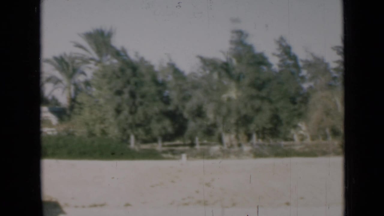 1946 Egypt travel frame with palms, dense trees, pale ground, and soft faded color from an 8mm home movie.
