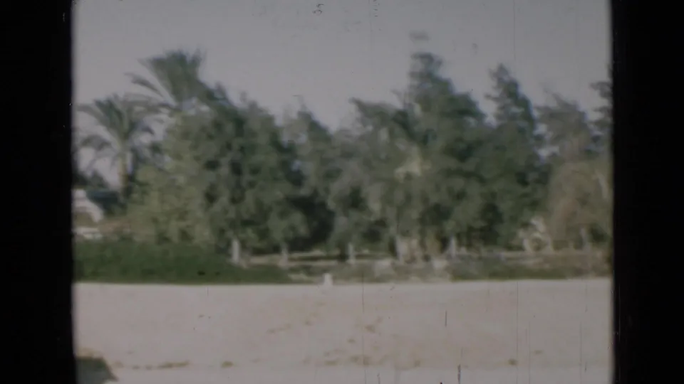 1946 Egypt travel frame with palms, dense trees, pale ground, and soft faded color from an 8mm home movie.
