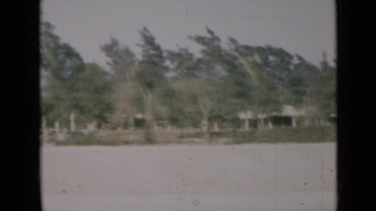 Soft 8mm Suez Canal-area view of palms and dense greenery across an open pale foreground.