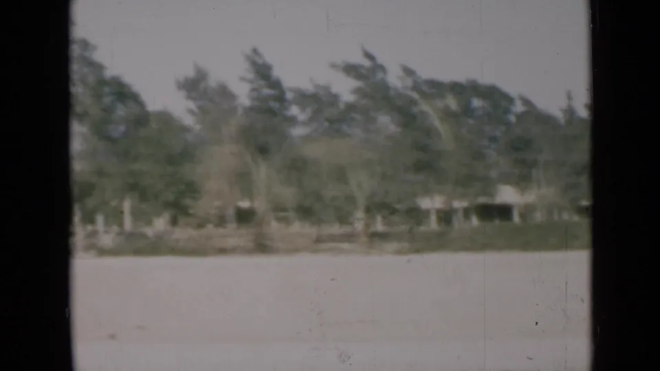 Soft 8mm Suez Canal-area view of palms and dense greenery across an open pale foreground.