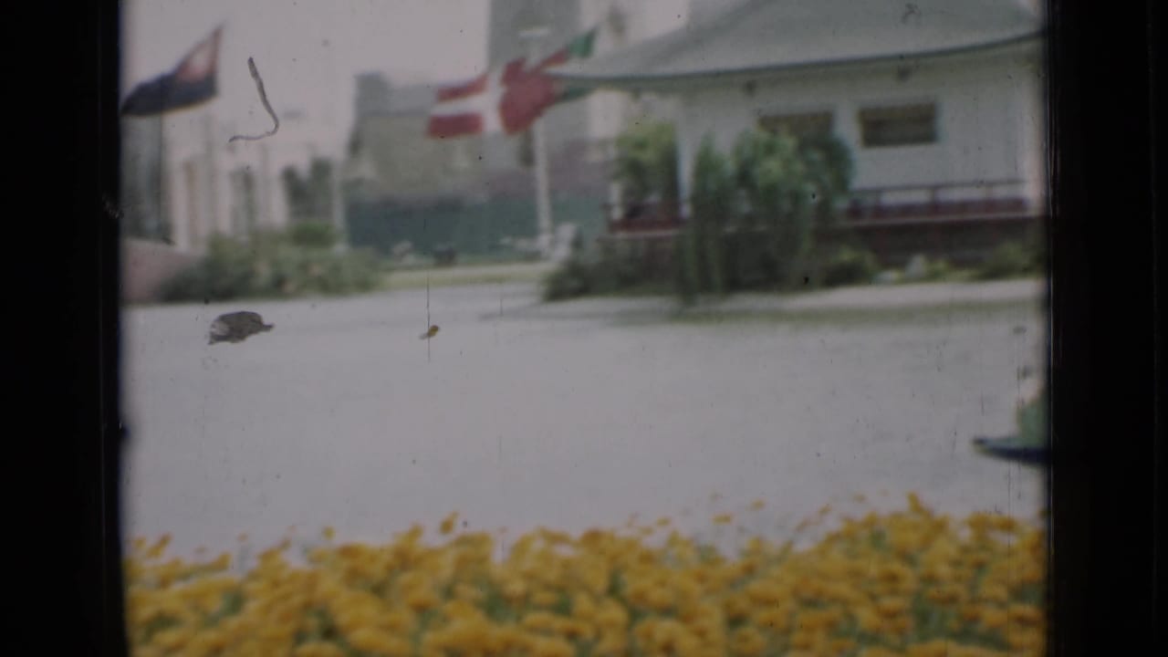 Soft 8mm view of yellow flowers, a lagoon, flags, and a pale building beyond the water.