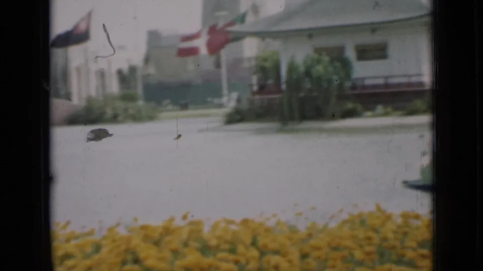 1937 San Francisco home-movie frame showing yellow flowers in the foreground, water, national flags, and a pale building in soft focus.