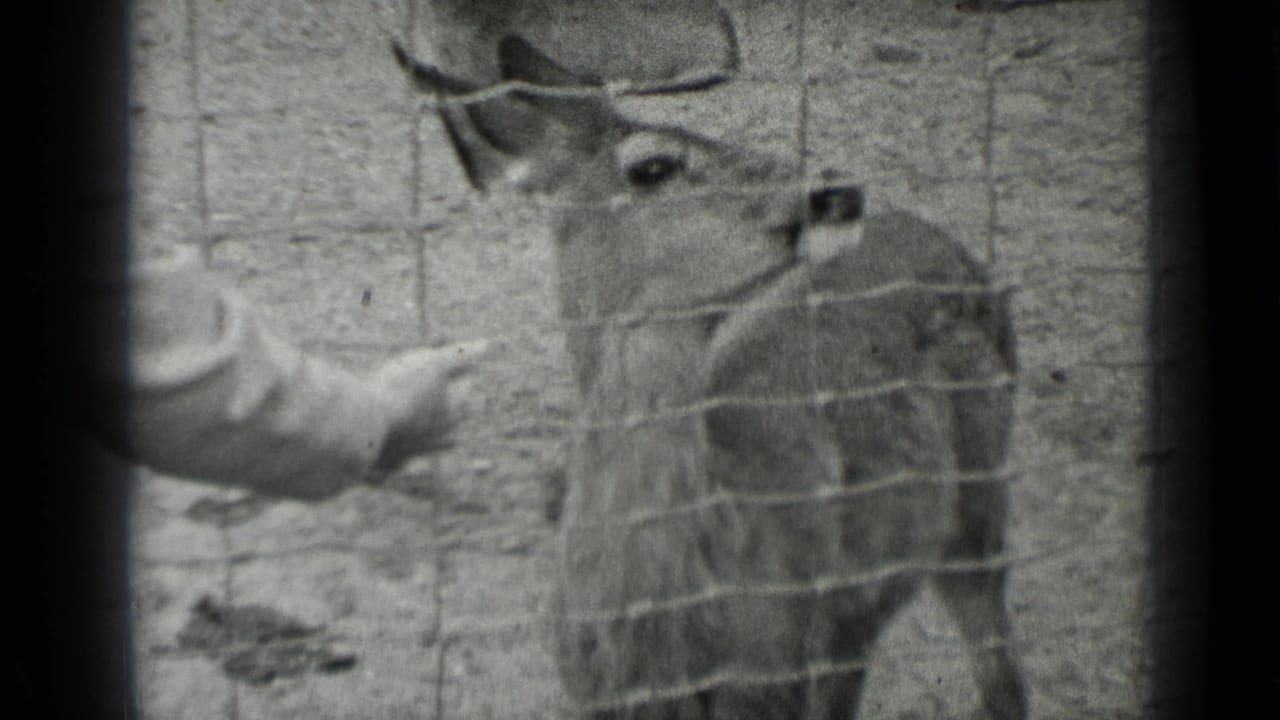 Black-and-white 8mm frame from the San Francisco clip showing a deer behind wire fencing as a visitor's hand reaches in.