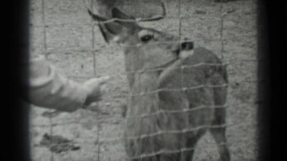 Black-and-white 8mm frame from the San Francisco clip showing a deer behind wire fencing as a visitor's hand reaches in.