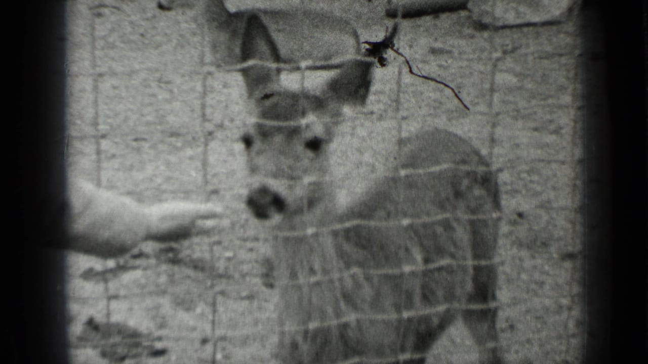 Black-and-white 1937 San Francisco frame showing a deer behind a wire enclosure with a visitor's hand near its face.