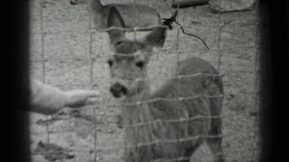 Black-and-white 1937 San Francisco frame showing a deer behind a wire enclosure with a visitor's hand near its face.