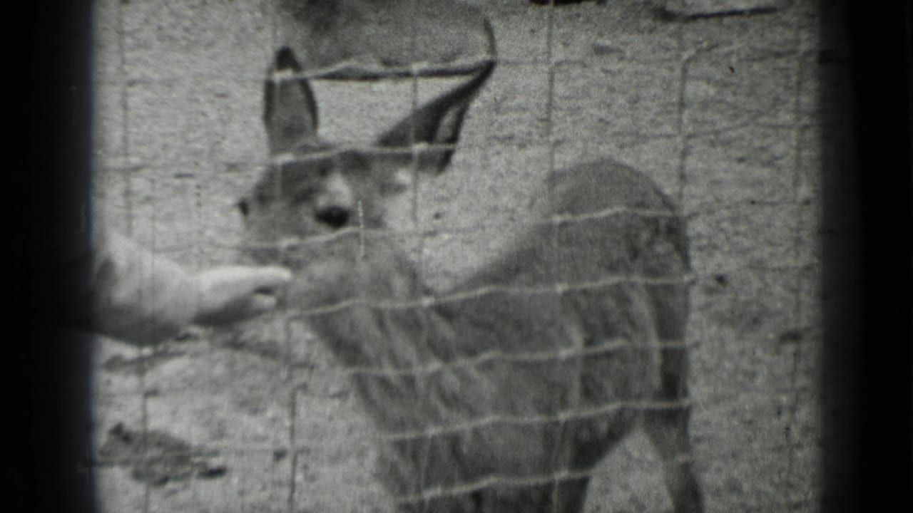 A fawn stands behind wire mesh as a human hand reaches toward its mouth.