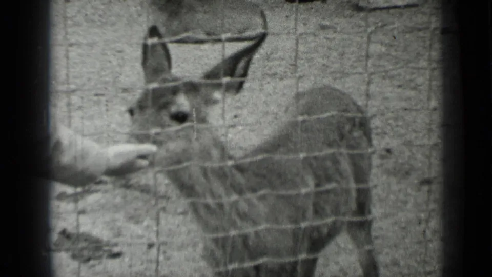 In 1937 San Francisco home-movie footage, a young fawn stands behind a wire fence while a visitor hand offers food.