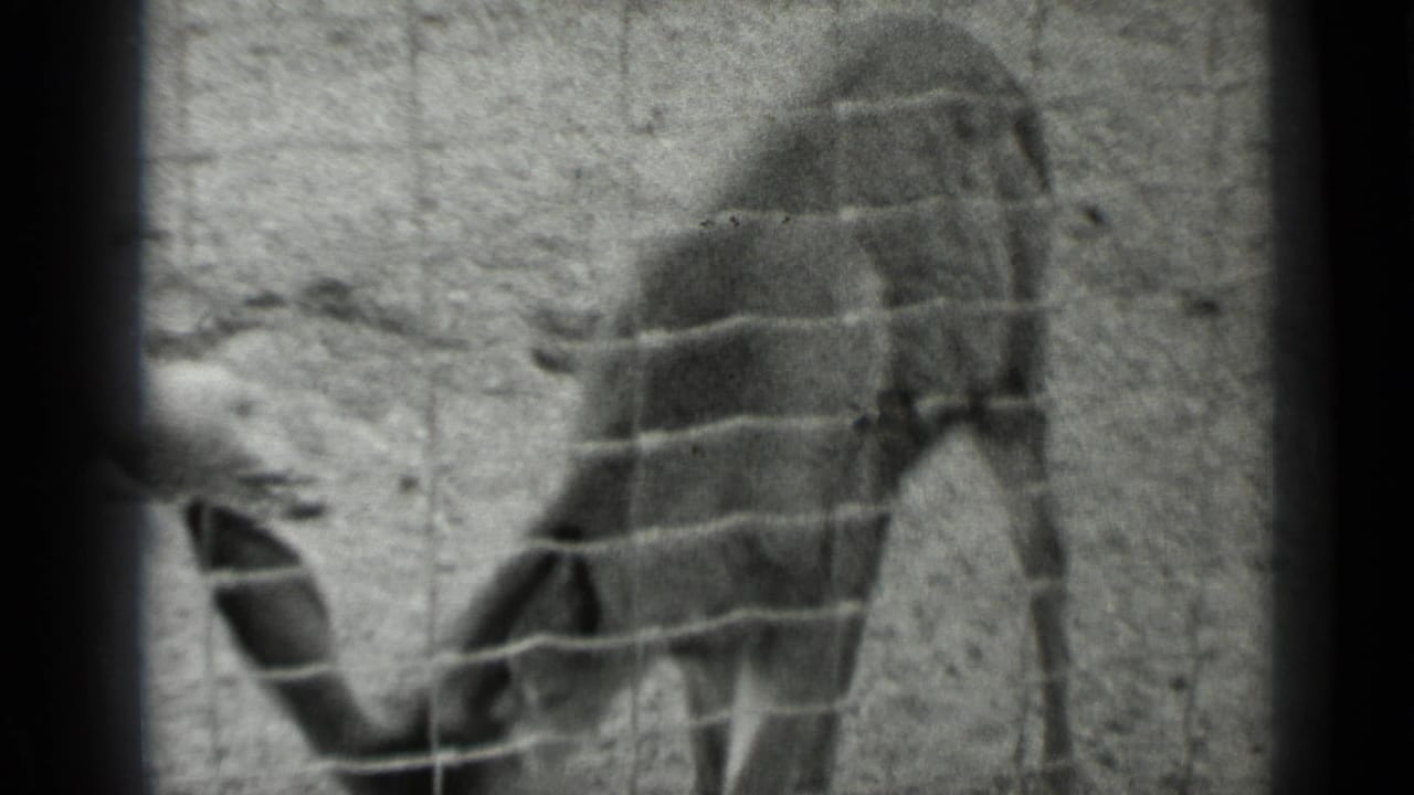 The fawn shifts beside the fence while a visitor hand remains near its head in the 1937 San Francisco clip.