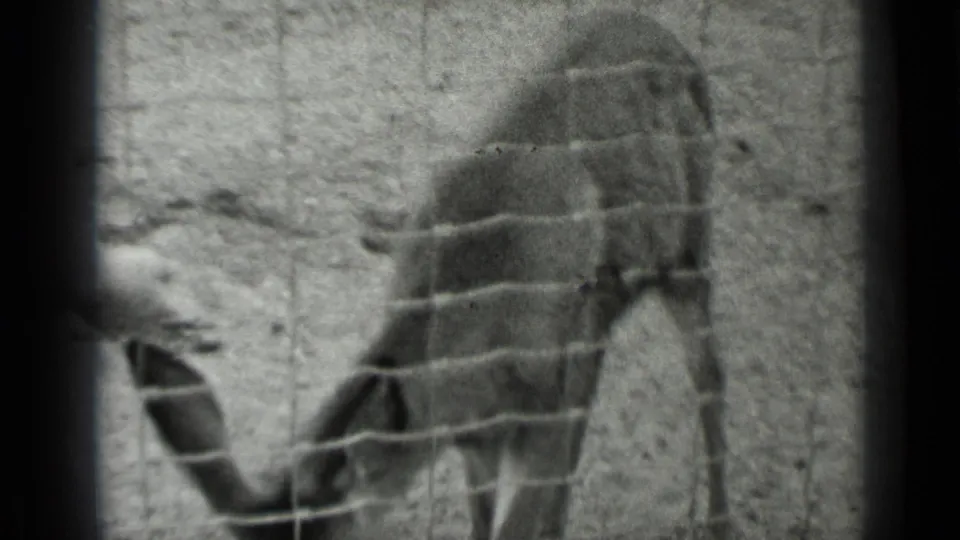 The fawn shifts beside the fence while a visitor hand remains near its head in the 1937 San Francisco clip.