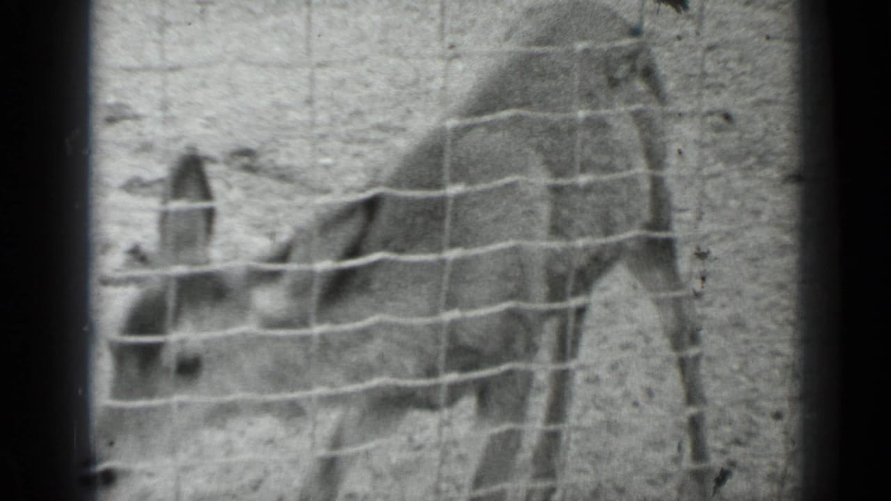 The young animal lowers its head behind the enclosure mesh, with the visitor's hand still visible at the left edge.