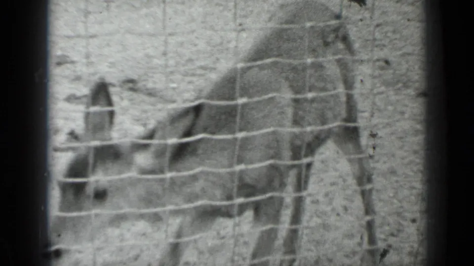 The young animal lowers its head behind the enclosure mesh, with the visitor's hand still visible at the left edge.