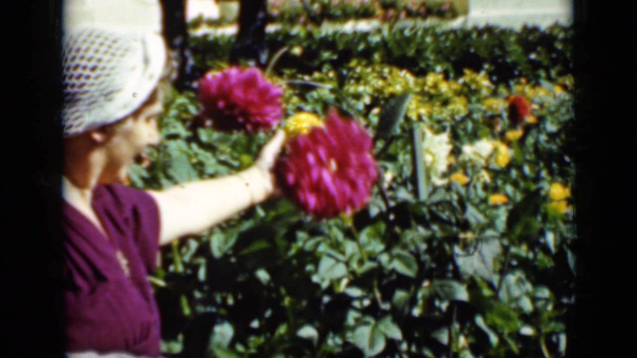Garden close view showing a woman in a white head covering and purple dress reaching toward vivid pink dahlias.