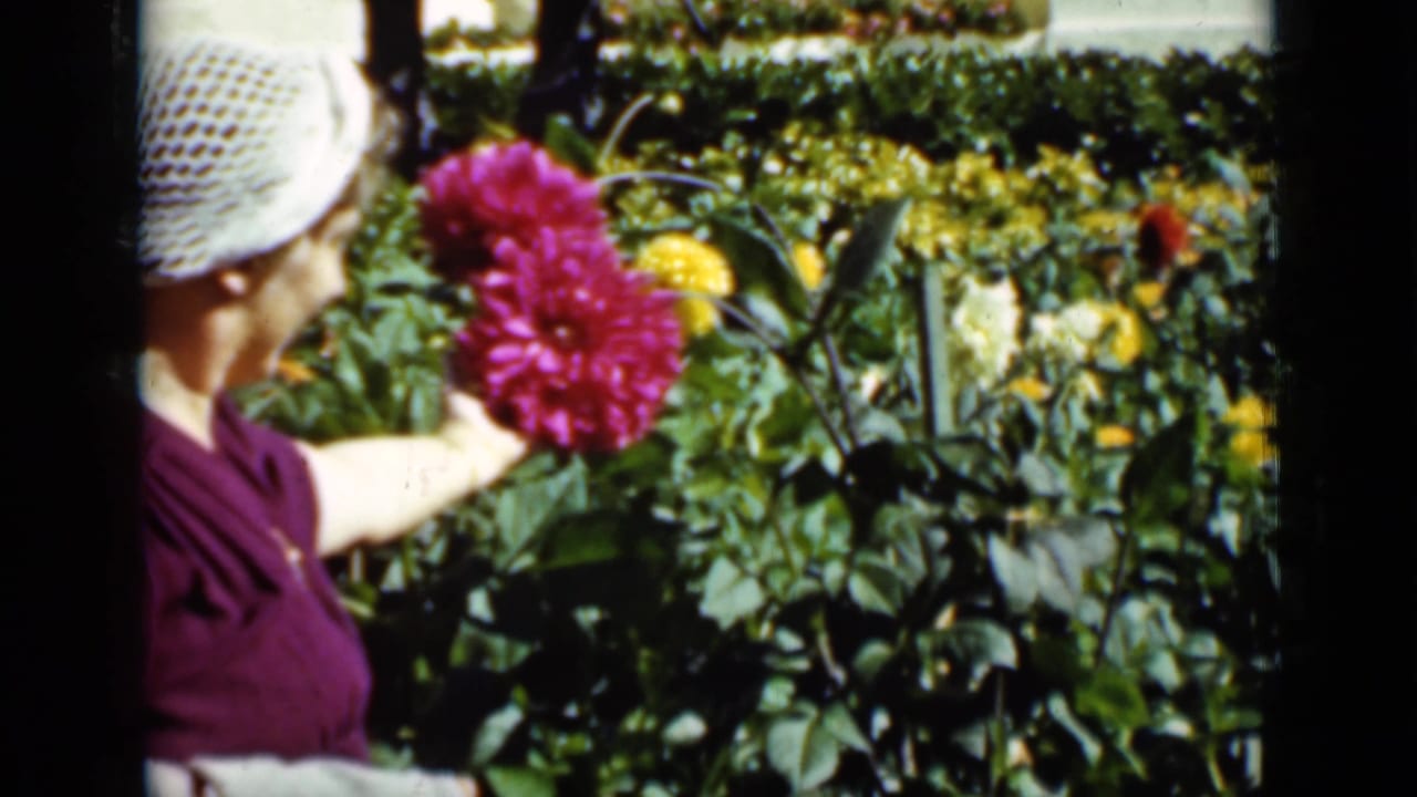 Woman in a purple dress reaches toward a large pink dahlia in a sunny garden.