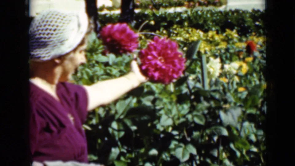 The woman extends her arm toward bright pink dahlias in a leafy garden, with yellow flowers and clipped greenery behind her.