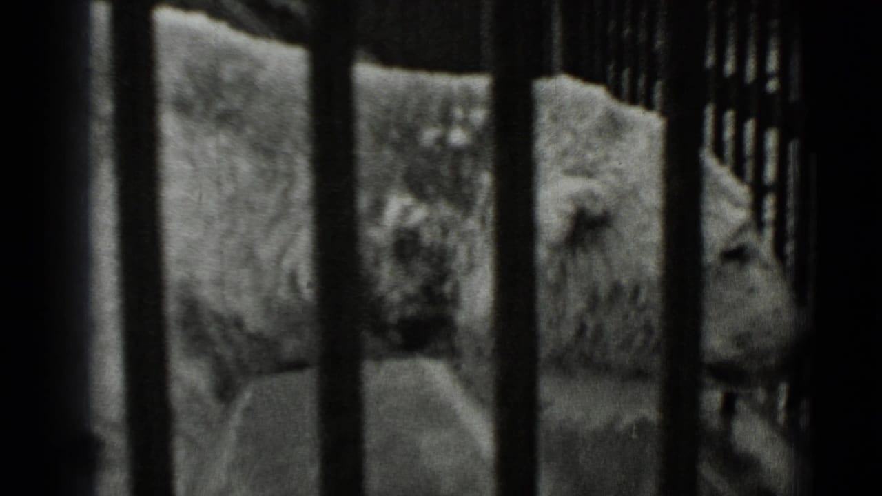 Hyena-like animal partly hidden behind vertical enclosure bars.