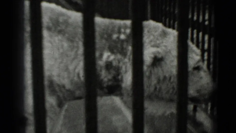 1937 San Francisco 8mm frame showing a hyena-like animal partly obscured by dark vertical bars in an enclosure.