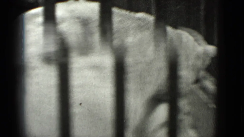 Barred 1937 San Francisco enclosure view with the animal partly visible against a pale, textured background.