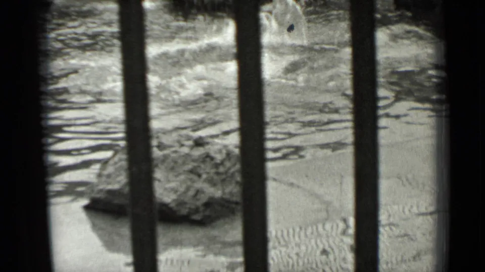 1937 San Francisco 8mm frame looking through bars toward rocks and a water-adjacent enclosure surface.