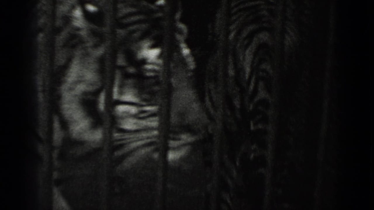 Lion partly visible behind dark vertical cage bars.