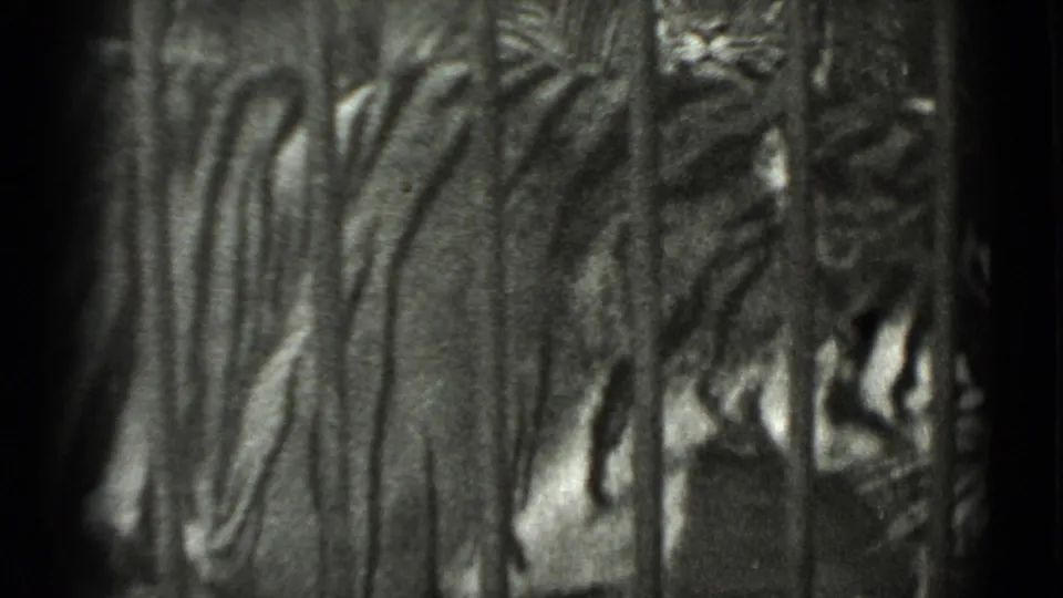 The lion's body is seen through dense vertical bars, with high contrast and grain from the small-gauge film.