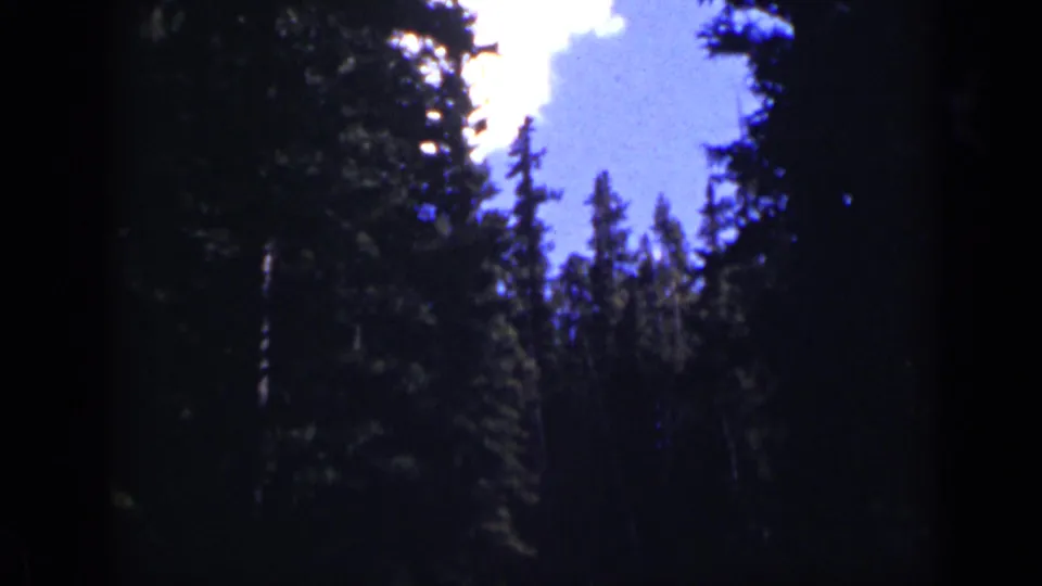 Colorado forest scene with dark evergreen forms, shaded trunks, blue sky, and bright cloud areas visible in the upper frame.