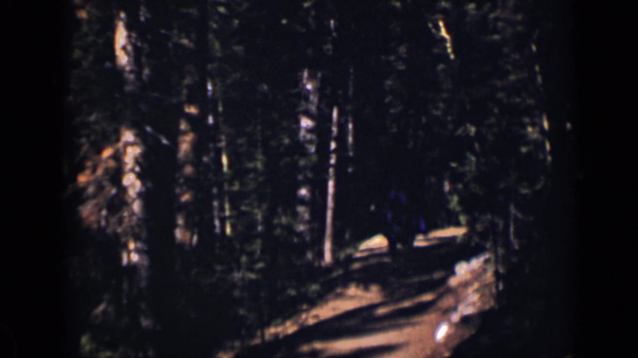 1938 Colorado 8mm frame showing a shaded dirt path through tall forest trees with bright patches of sunlight.