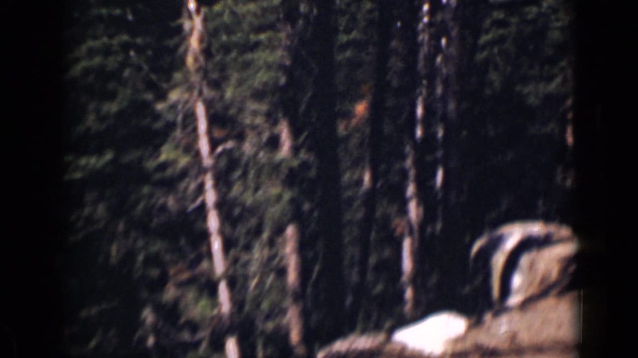 Colorado woodland scene on 8mm film, with tall trees, rocky ground, and a stream partly visible through shadow.