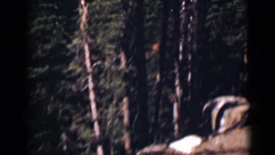 Colorado woodland scene on 8mm film, with tall trees, rocky ground, and a stream partly visible through shadow.