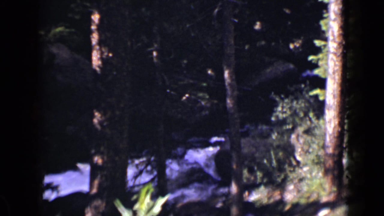 Shaded forest with bright water or rocks beyond tree trunks.