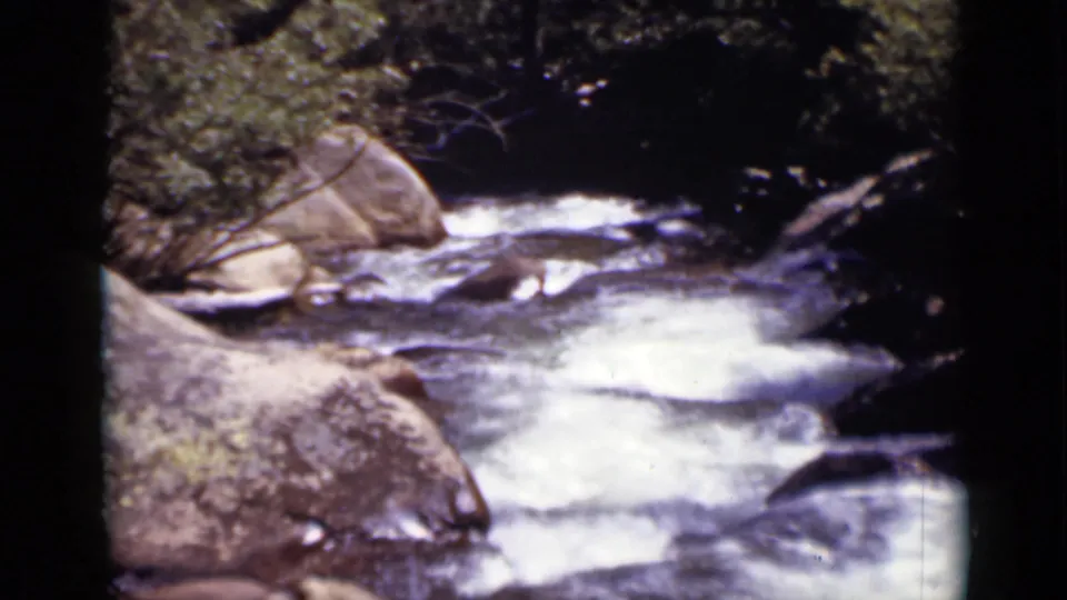 Colorado 8mm frame of a mountain stream, with white water moving around rocks beneath shaded creekside greenery.
