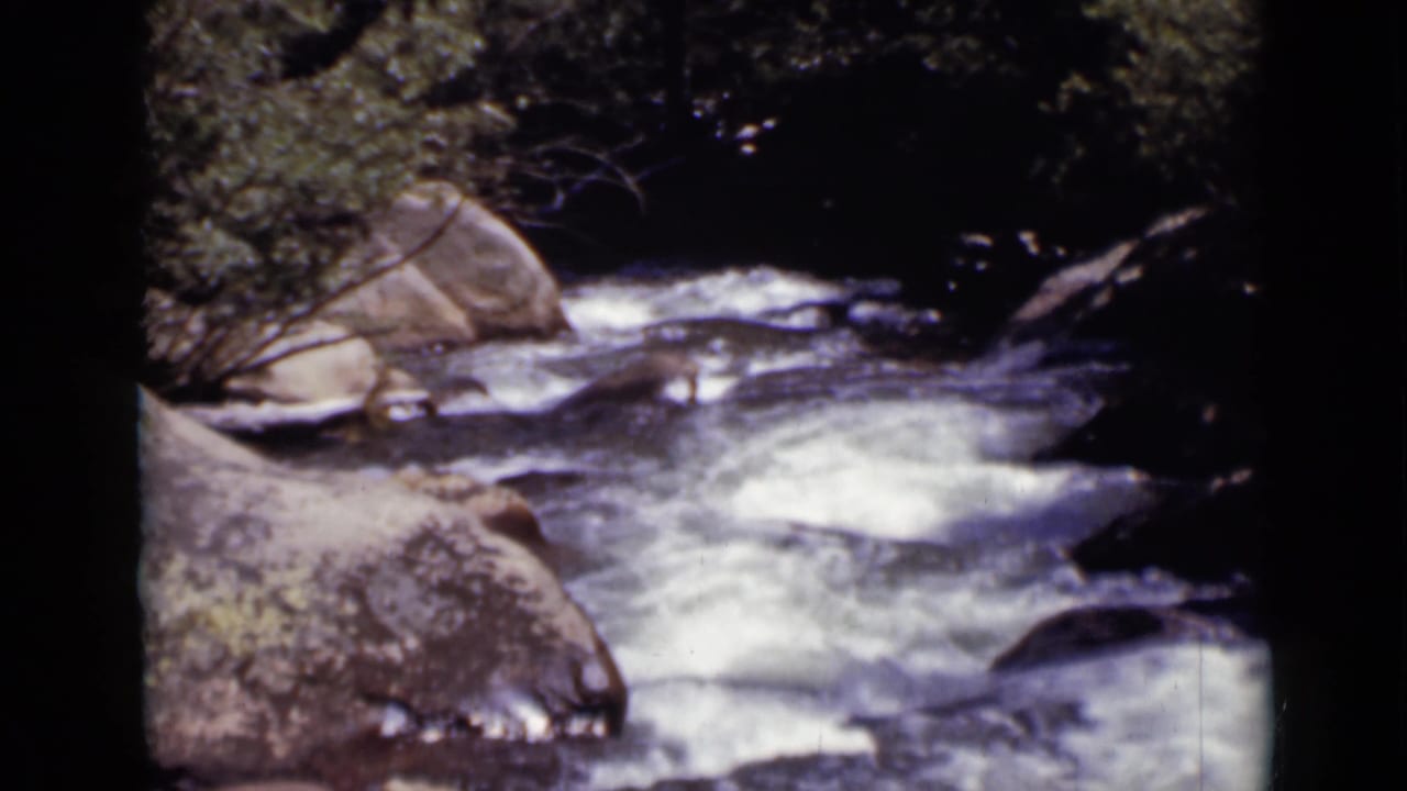 Rocky creek with white foaming water and dark forest shade.