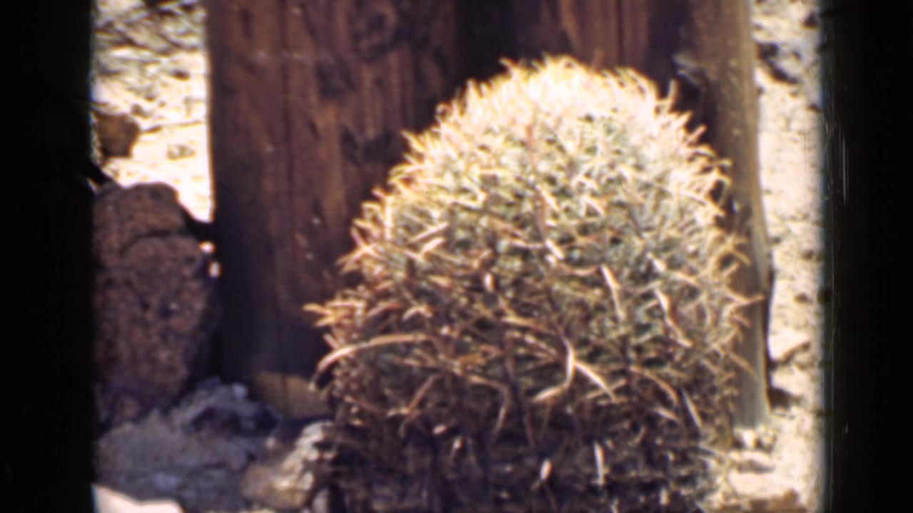 Round spiny cactus beside wood and sandy desert ground.