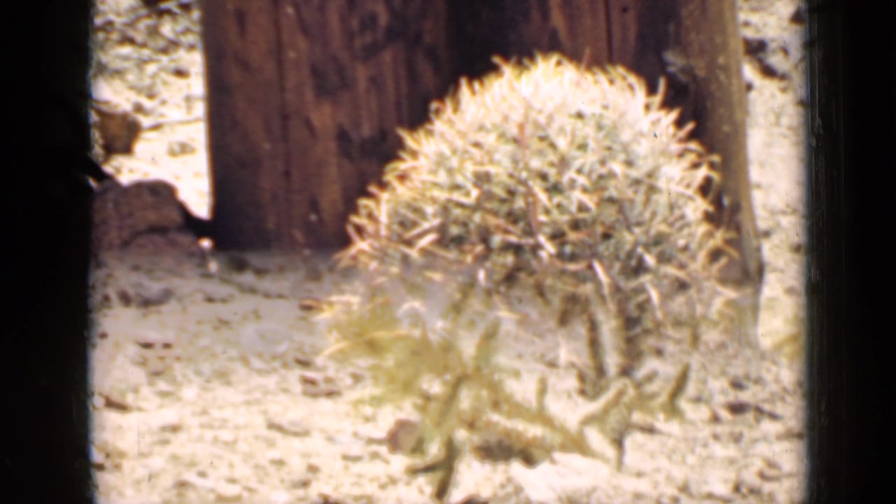 Spiny desert plant in front of a round cactus and wood.