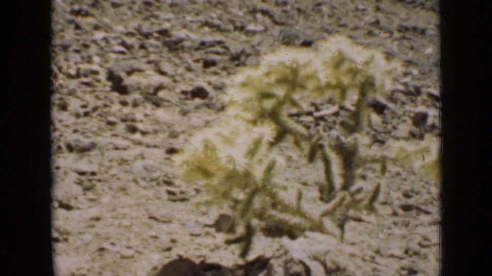 Soft 8mm close-up of cholla-like desert stems over pale rocky soil in Arizona.