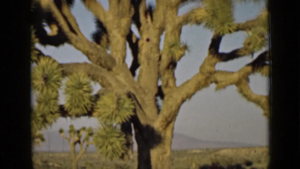 A close view of the branching desert tree shows rough bark, tufted leaves, open scrubland, and distant hills in the Arizona setting.
