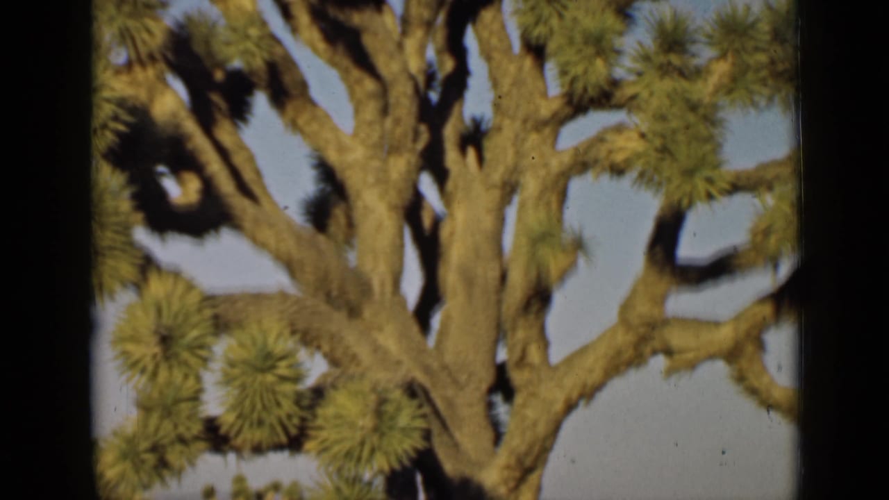 Close view of a Joshua tree trunk and spiky leaf clusters against blue sky.