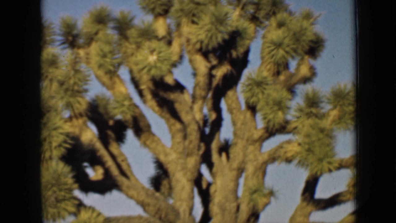 Joshua tree crown with rough branching limbs and spiky foliage in bright sun.