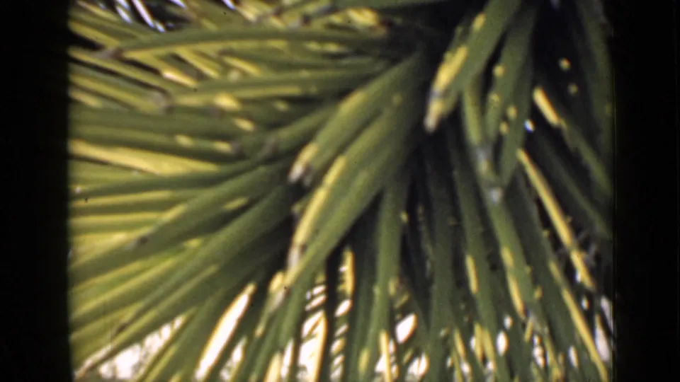 1939 Arizona 8mm close-up of long desert plant fronds, with bright highlights and deep shaded areas.