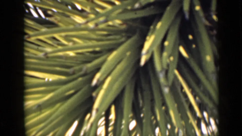 1939 Arizona 8mm frame showing spiky green foliage in close-up, with sunlit leaf edges and dark interior shadows.