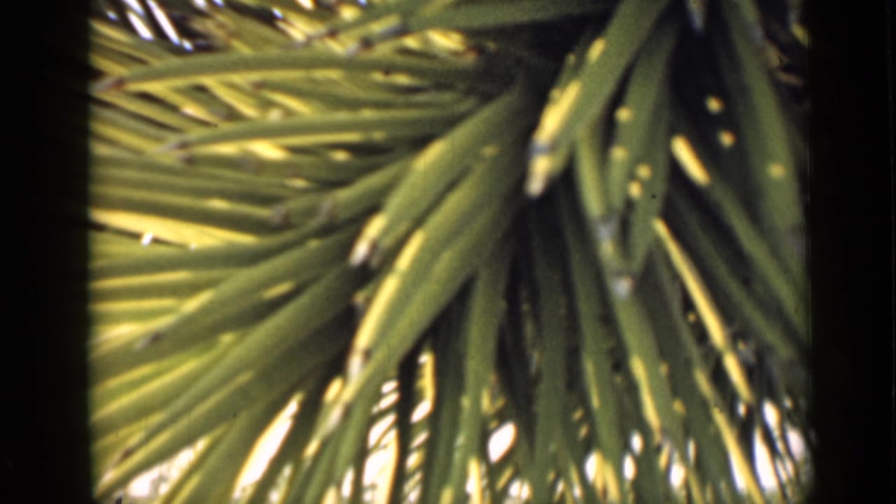 Close view of green palm fronds against dark film-frame edges.