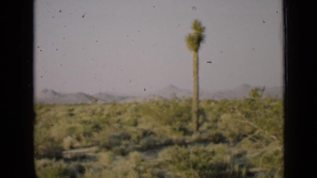 Joshua tree standing in scrub desert with distant mountains under a pale sky.