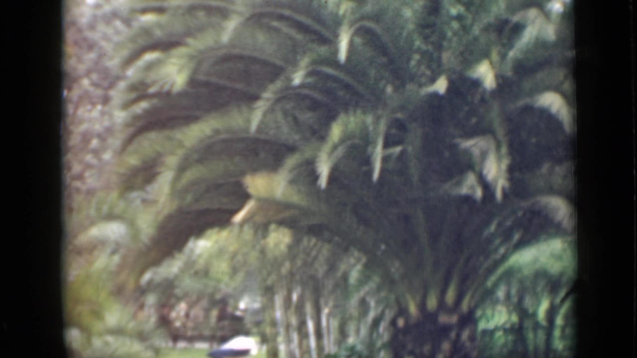 Large palm tree and garden planting seen through soft 8mm framing.