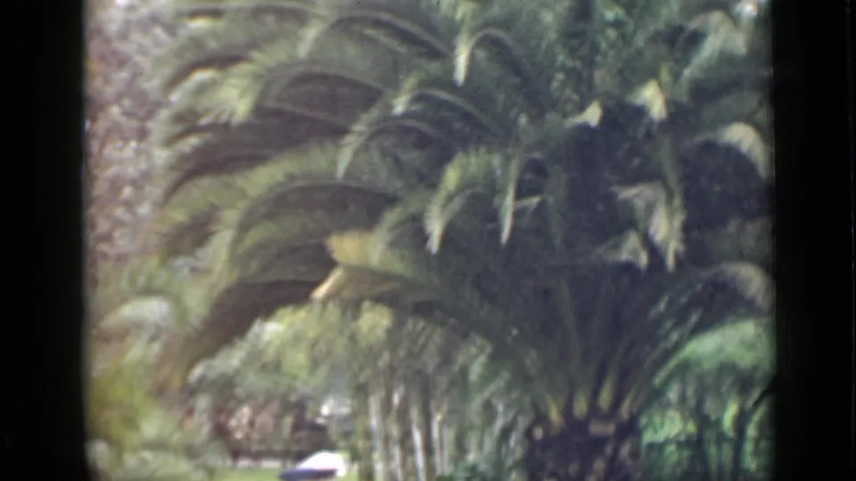 1939 Arizona 8mm frame showing a large palm tree, garden foliage, and dark film-frame edges in a sunlit outdoor setting.