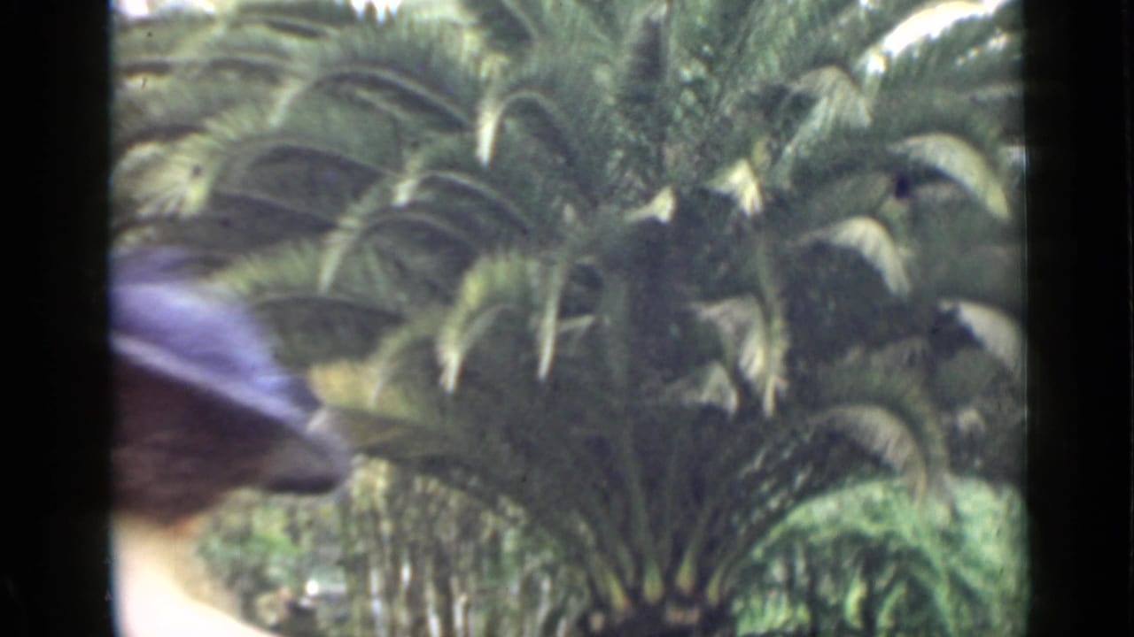 Person in a light hat passes in front of a large palm tree.