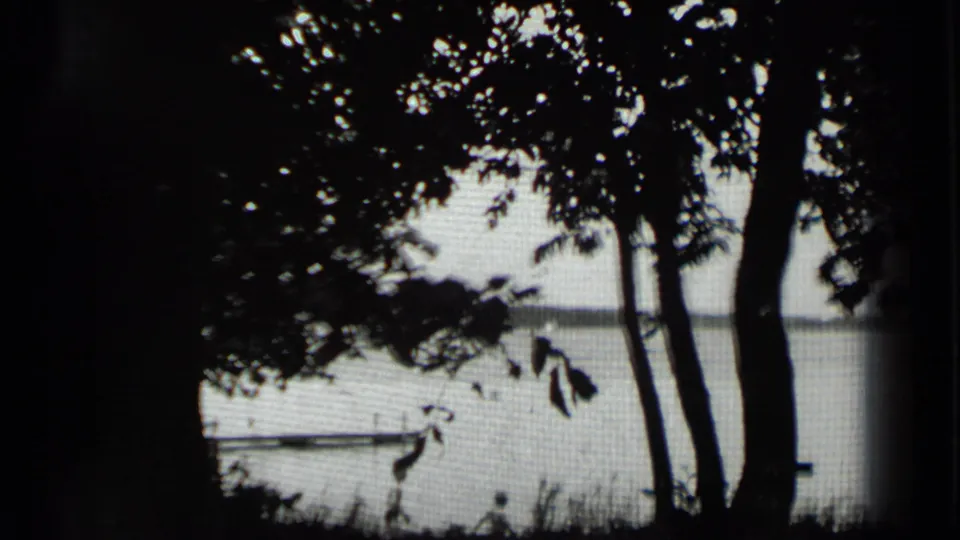 Clear Lake, California appears beyond dark branches and trunks, with a small pier crossing the lower part of the frame.